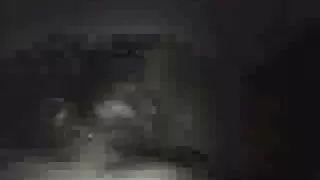 Viščiukas Sėdi Ant Gaidžio